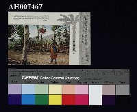 藏品(原住民風俗明信片：額負籐籠的婦子)的圖片